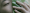 Zheng Bo or the erotics of plants  by Marcus Yee