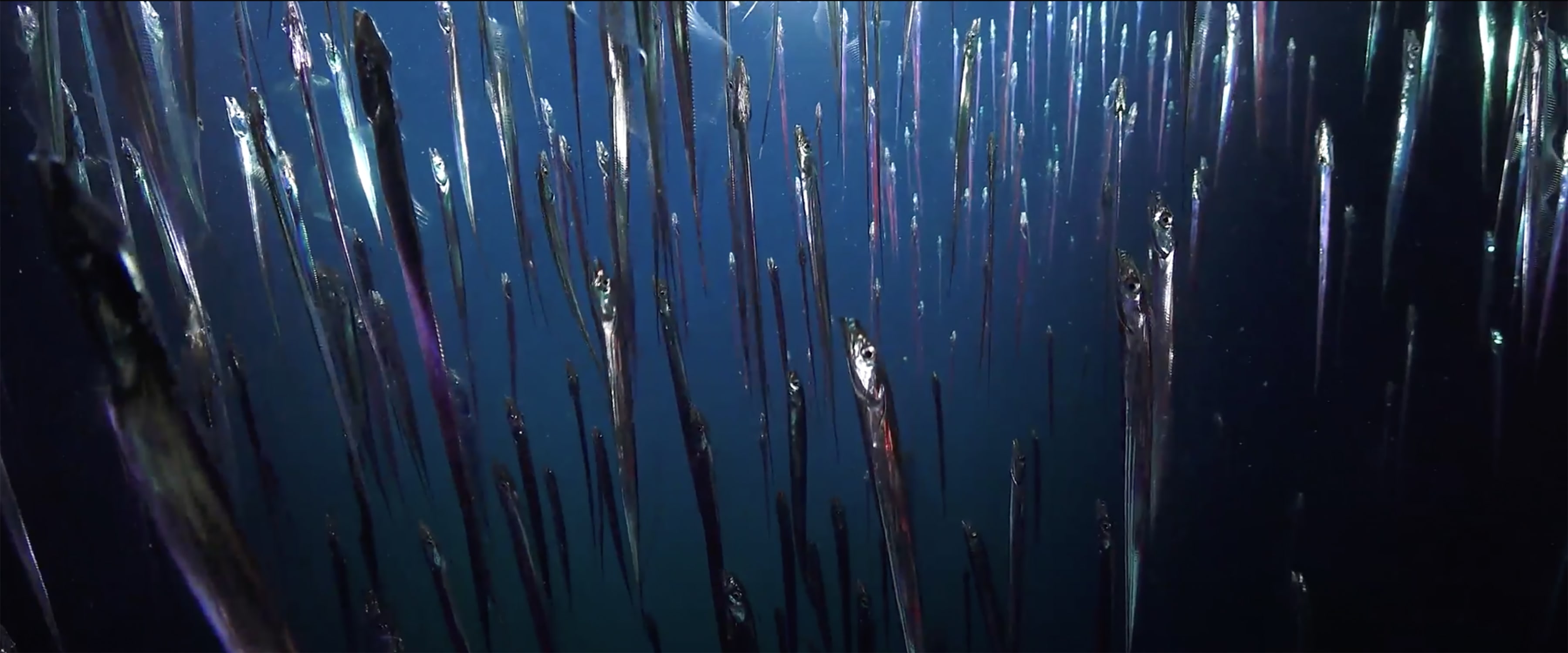 Emilija Škarnulytė, Aphotic Zone, 2022. Courtesy of the artist, Erik Cordes and the Schmidt Ocean Institute, and Fondazione In Between Art Film.