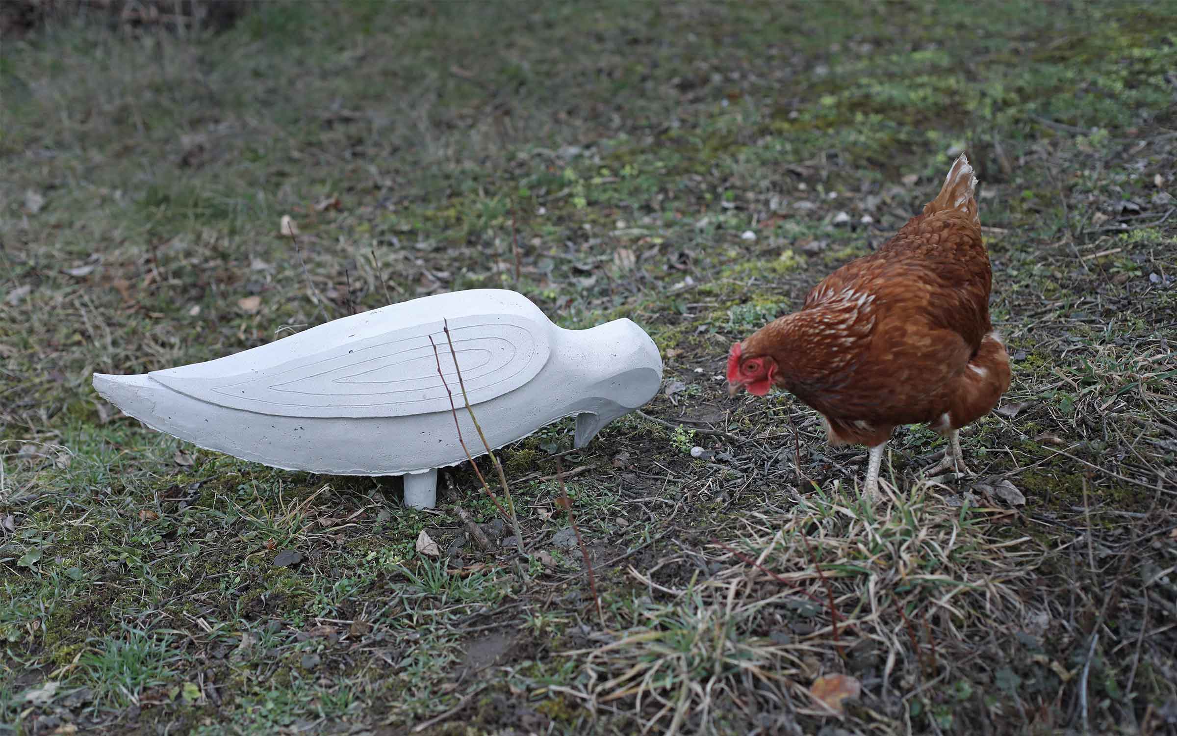 A chicken interacting with one of Hulačová's sculptures in her garden. Photo by Michaela Čejková for Art Basel.