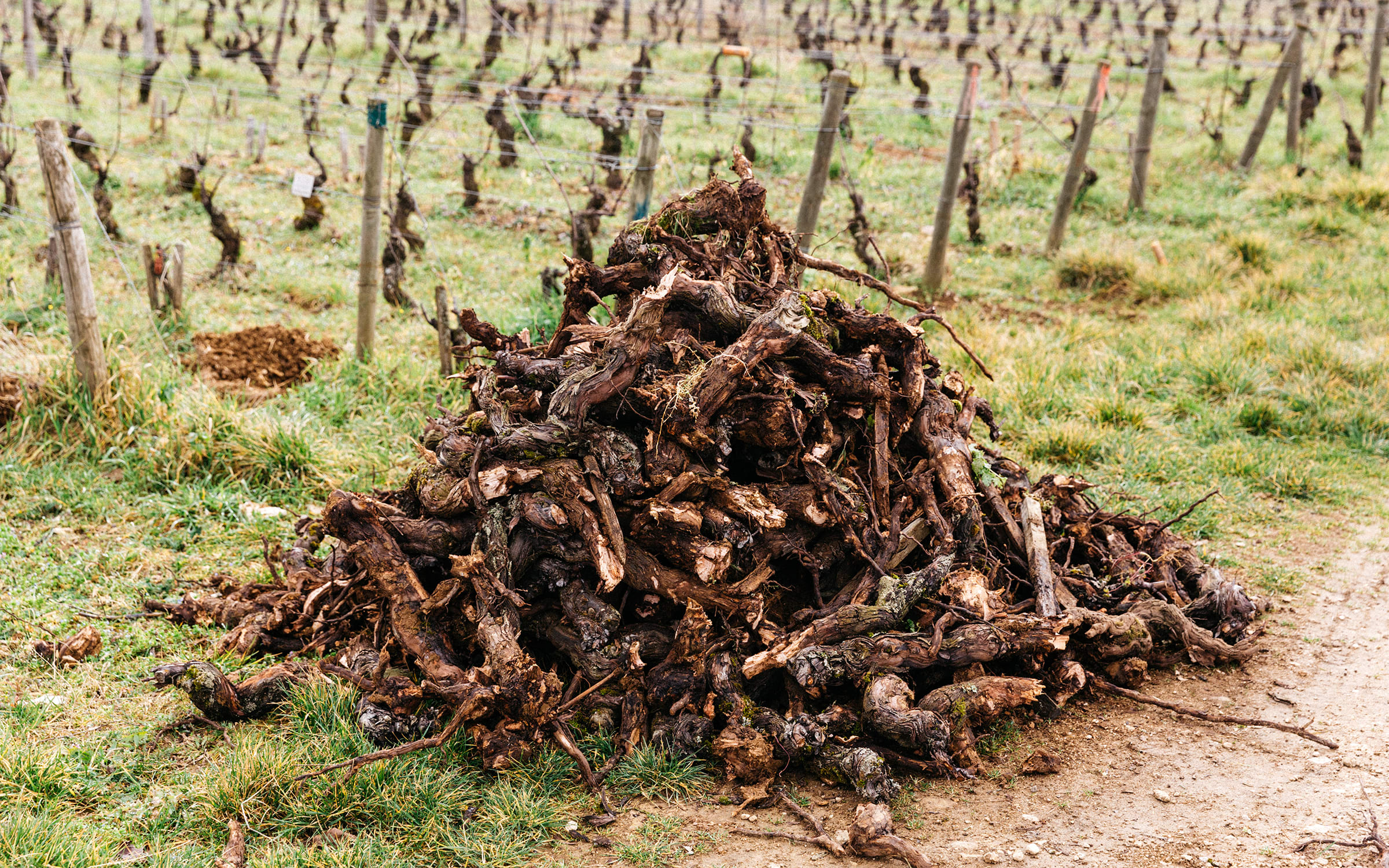 The results of a pruned vineyard. Photograph by Baptiste de Ville d'Avray for Paris+ par Art Basel.