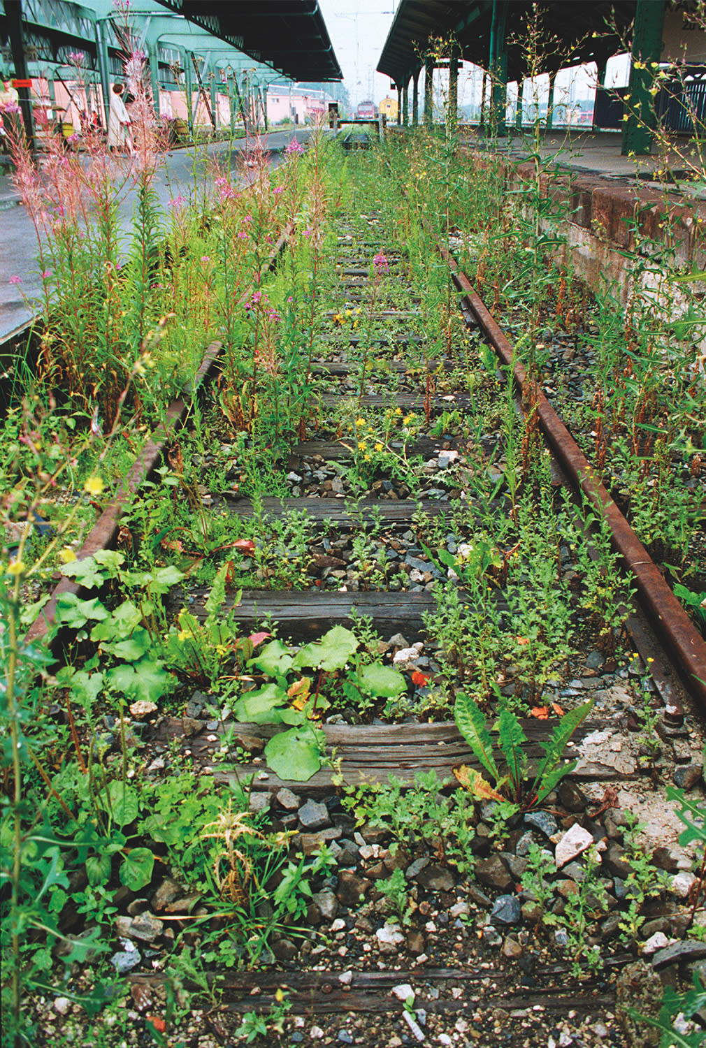 Lois Weinberger《Das über Pflanzen ist eins mit ihnen, documenta X (Bahngleis bepflanzt mit Neophyten aus Süd-und Südosteuropa)》（1997）。由藝術家及Galerie Krinzinger（維也納）提供。