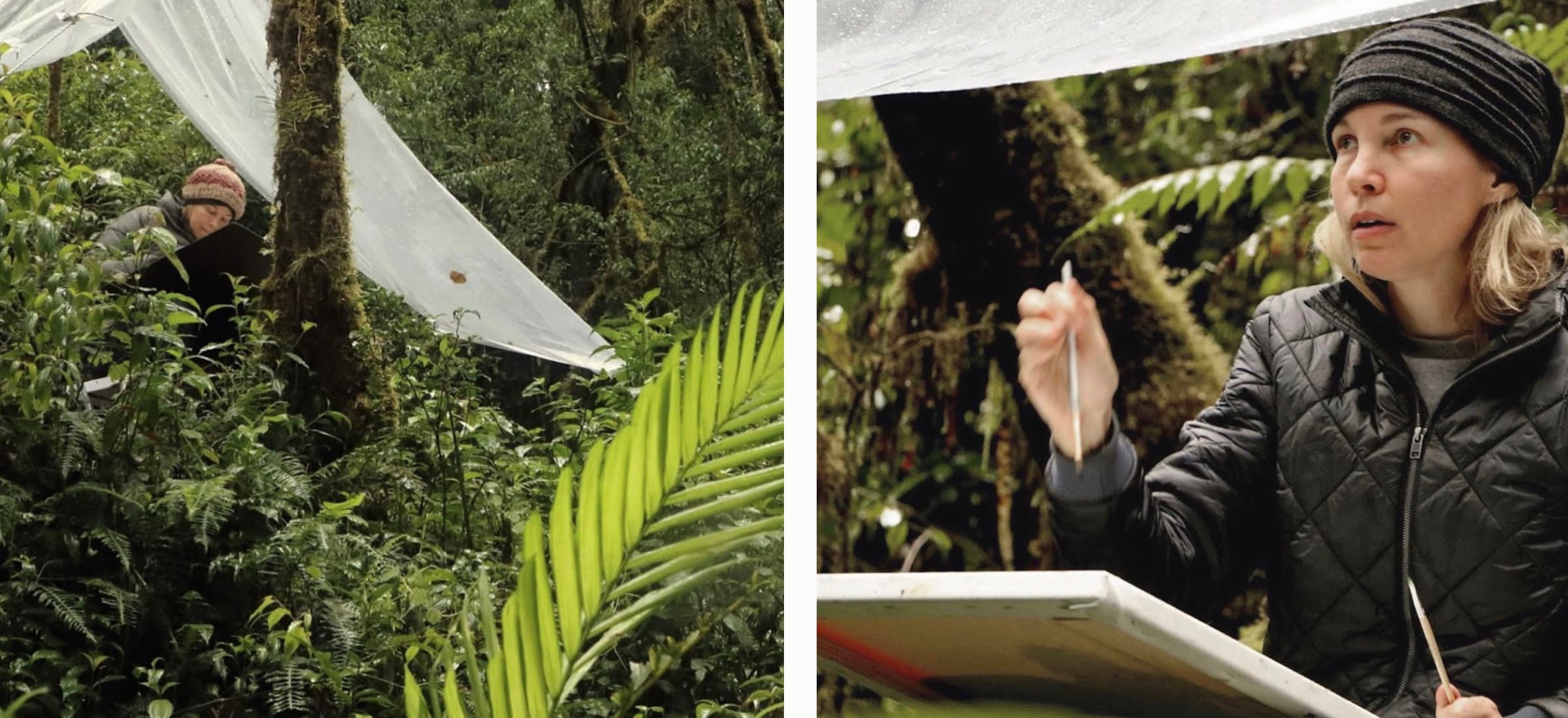 Located in the Northern Highlands, Guatemala, a cloud forest that receives two inches of rain daily. Right: The artist working under a bivouac.