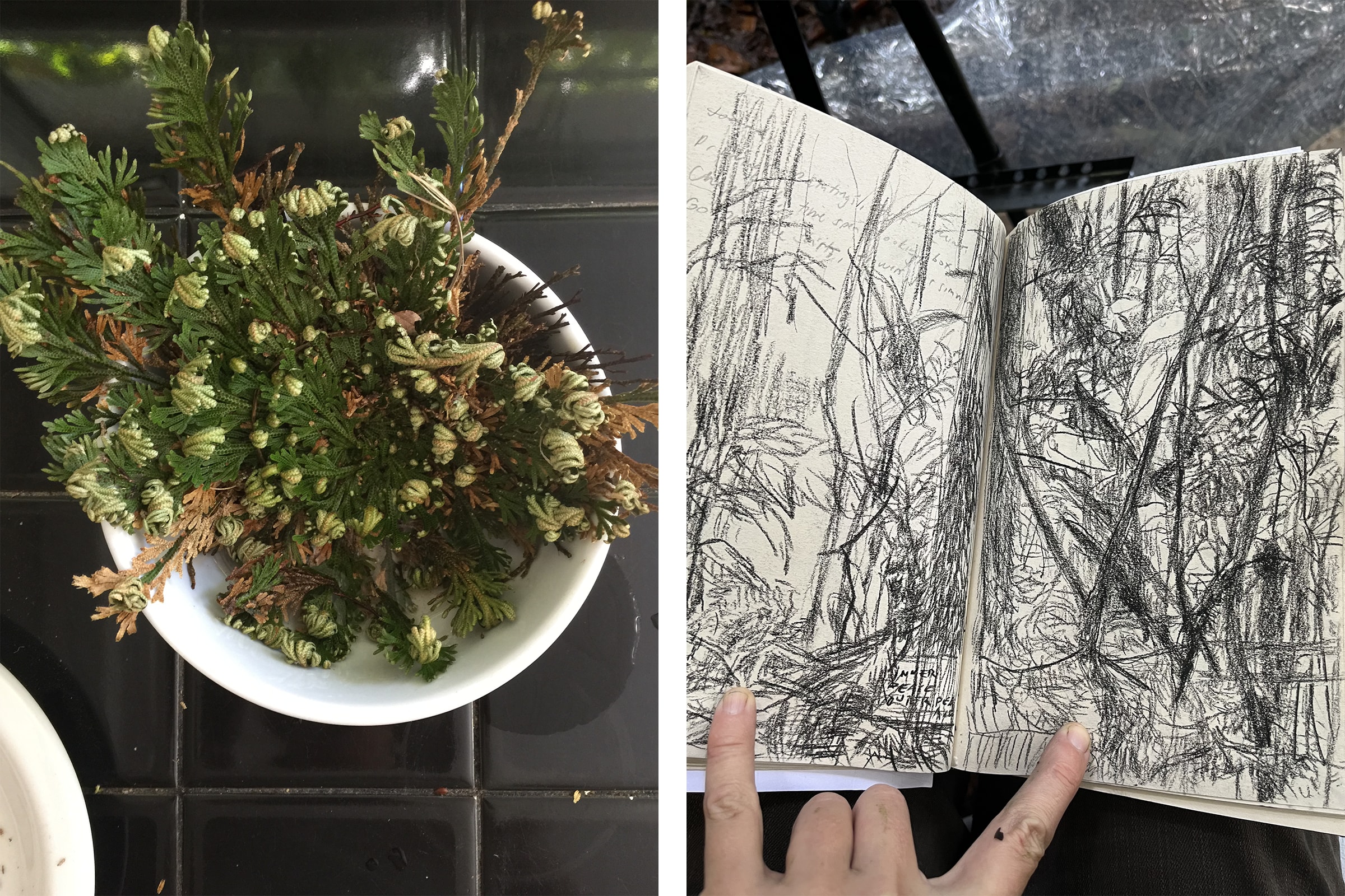 Left: A gift from the artist Carol Bove, 'a resurrection plant called a Selaginella lepidophylla'. Right:  Sketchbook drawings by the artist, on site at a conserved cloud forest, Cerro Amay.