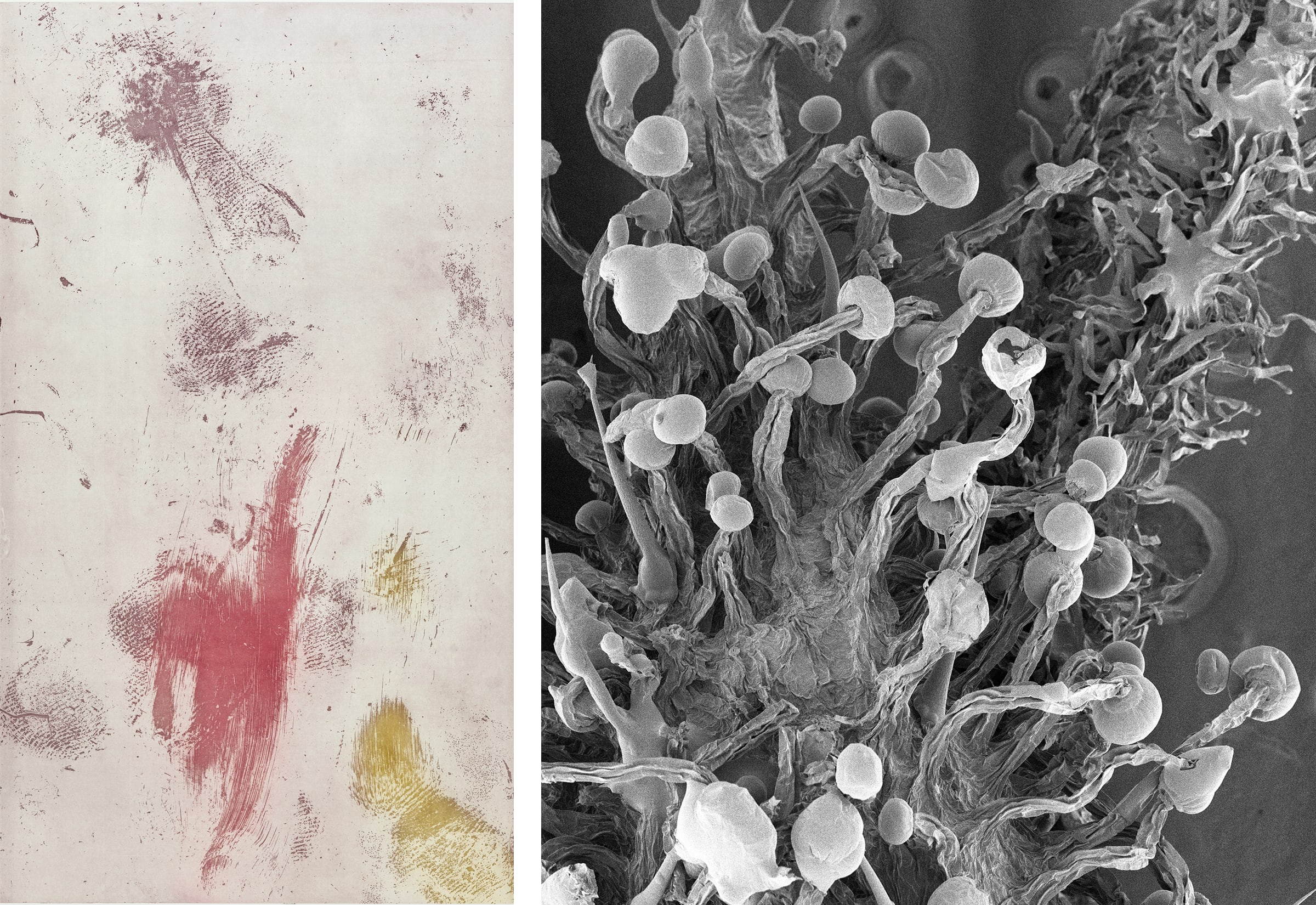 Left: Andrea Büttner, Phone Etching. Photograph by Wilfried Petzi. Right: Joachim Koester, Cannabis SEM #3, 2019. Courtesy the artist and Jan Mot, Brussels.