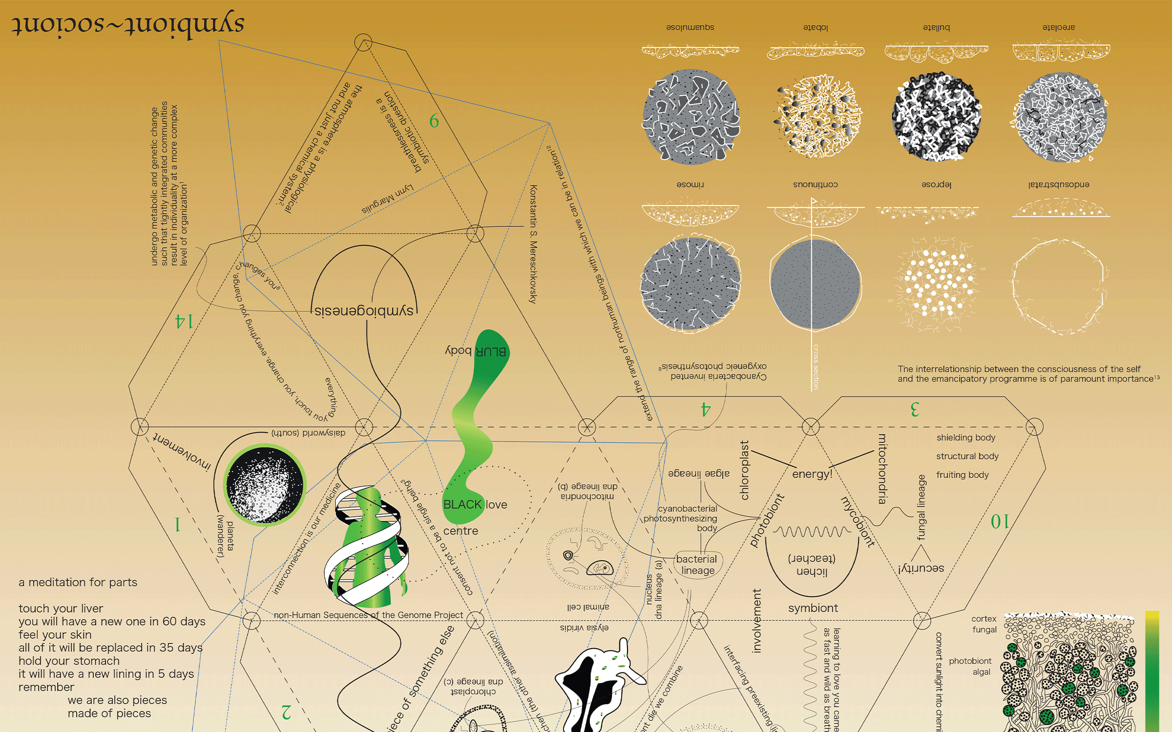 諾朗．丹尼斯，《symbiont-sociont. A lichen metacosmology, or dreaming with a lichen teacher》，2023，圖片由藝術家及Nicoletta Fiorucci Foundation提供