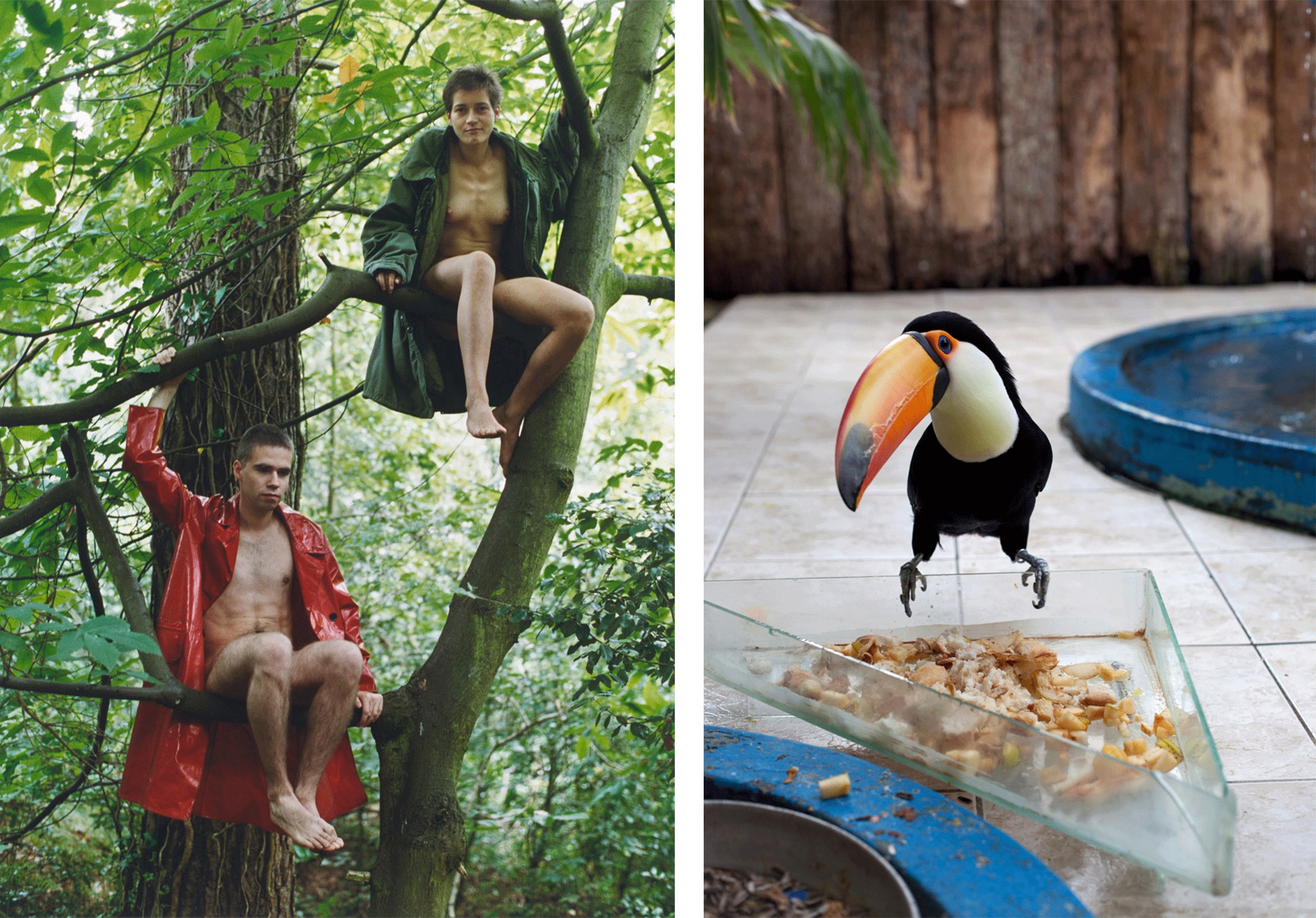 Photos by Wolfgang Tillmans, courtesy of the artist and David Zwirner, New York and Hong Kong, Galerie Buchholz, Berlin and Cologne, Maureen Paley, London: Left: Lutz & Alex sitting in the trees (1992). Right: Tukan (Toucan, 2010). 