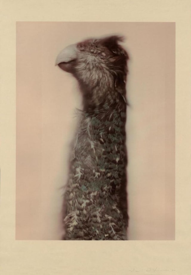 Ann Hamilton Kakap Ground Parrot 17
