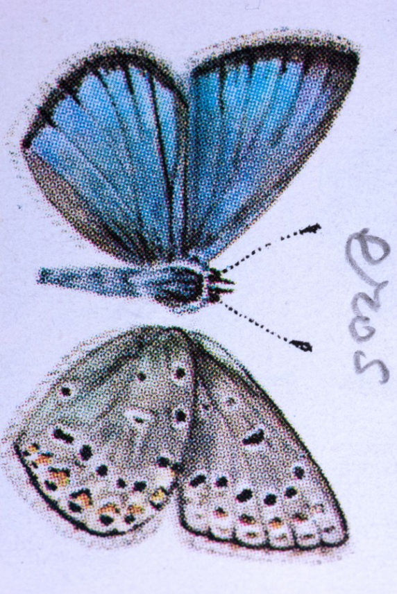 Eros, from Nabokov's copy of W.J. Holland, The Butterfly Book 1, 2016. Printed 2018. With thanks to to New York Public Library