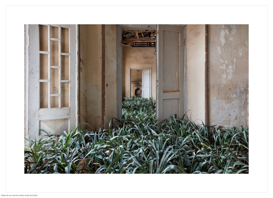 The plant kingdom as seen by five artists