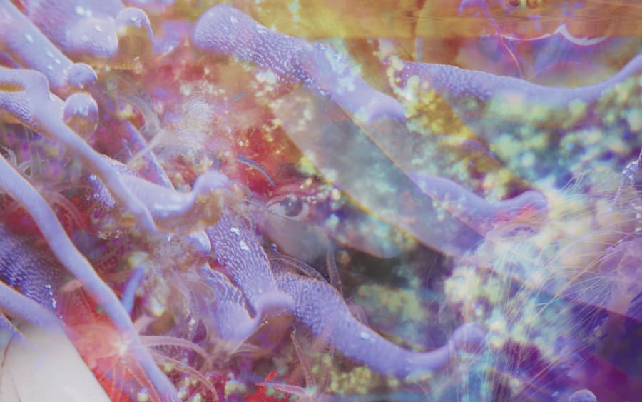 From deep sea to deep space: the arborescent thoughts of Josèfa Ntjam