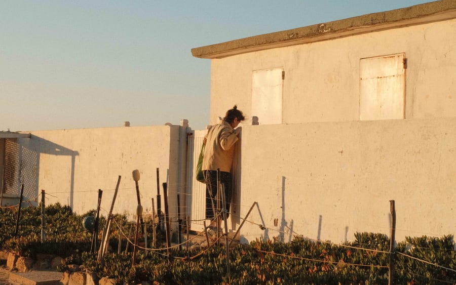 Yto Barrada on fixing the world with a dye garden