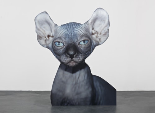 Approximation (sphynx cat)