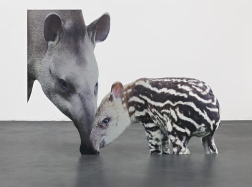 Approximation (tapir)