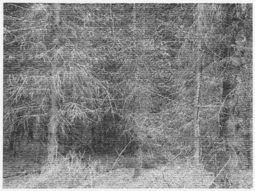 Wald bei Colditz IV