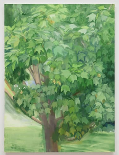 Summer Maple
