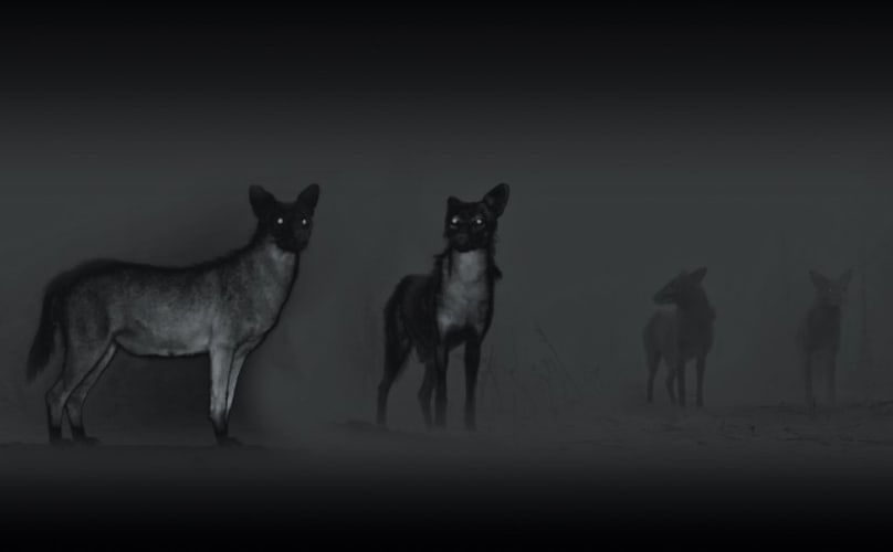 Anubis