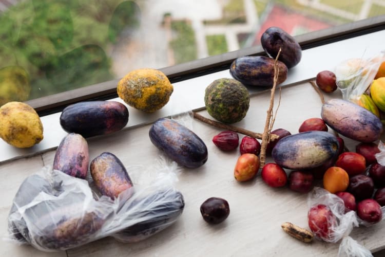 Kinshasa still life