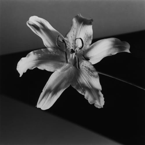 Tiger Lily (edition of 10; this is 10/10)