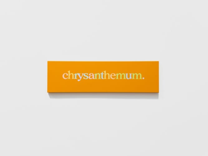 chrysanthemum in f (#2)
