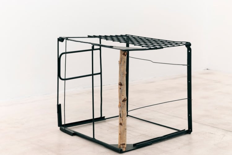 Wild Cube