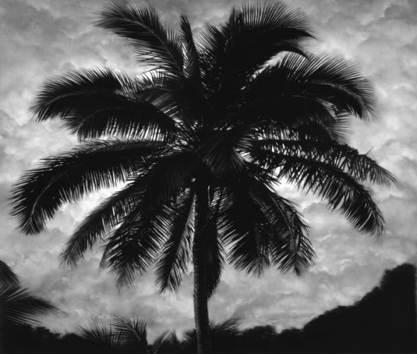 Untitled (Palm Tree 11/08/14)