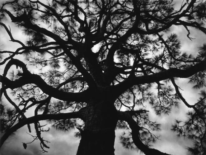 Untitled (Pine Tree)