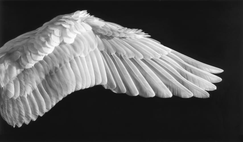 Untitled (Gabriel's Wing)
