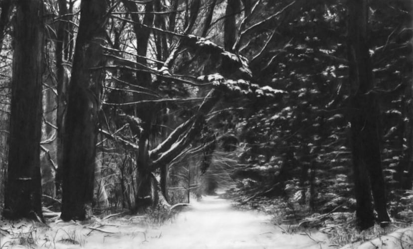 Study of Winter Forest