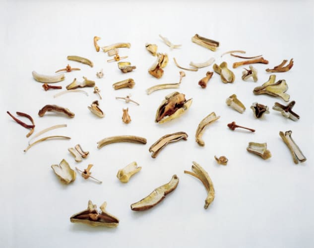 Bones and Their Containers (To Martin Cassidy)