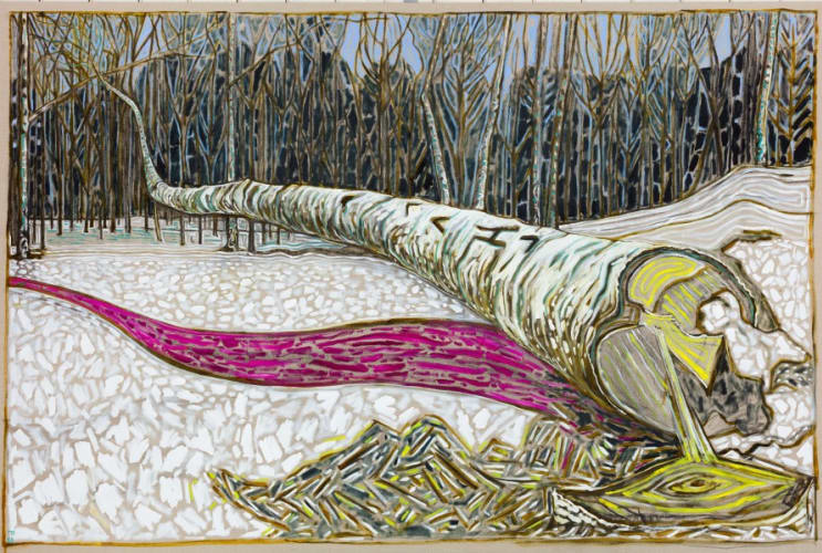felled birch tree