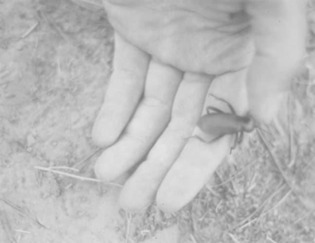 Untitled (hand holding beetle)
