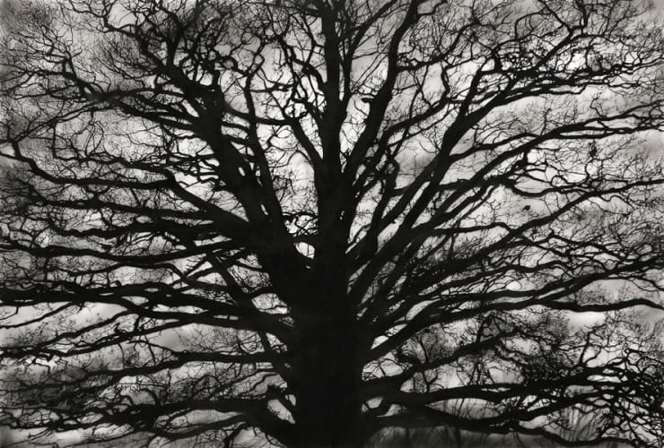 Study of Brain Tree