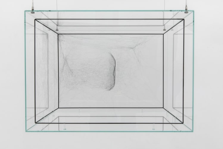 Hybrid Dark solitary semi-social Cluster HR 553 built by: a solo Latrodectus geometricus - five weeks, a solo Cyrtophora citricola - four weeks