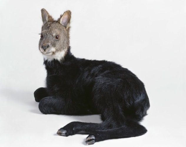 misfit (wallaby / lamb)