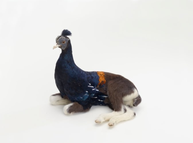 misfit (pheasant / goat)