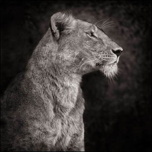 Portrait of Lioness Against Rock, Serengeti