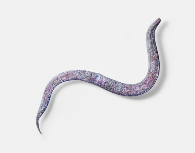 Approximation (C. Elegans, long tail)