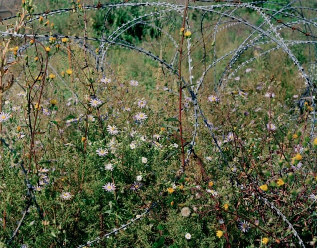 Entwined barbwire and flowers (near DMZ, Cheorwon, South Korea)Ⅰ