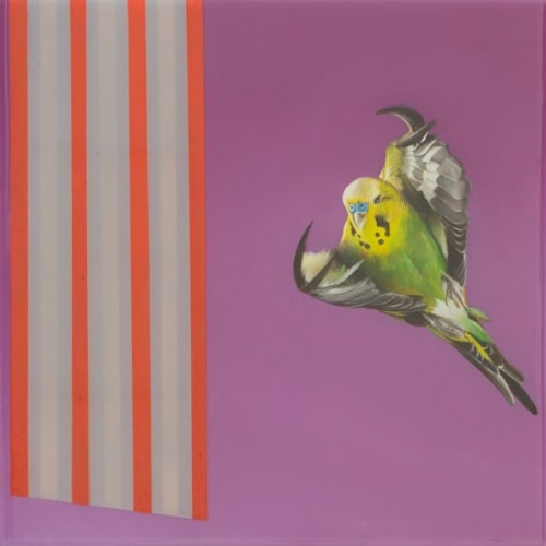 Budgerigar Navigation Test
