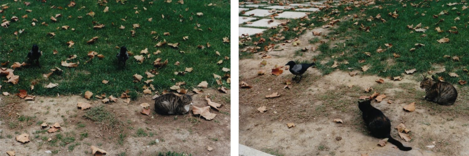 Cats and Crows