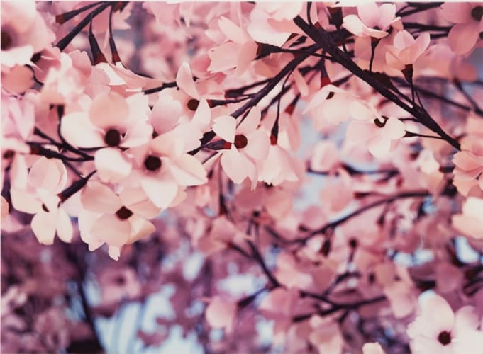 Blossom VI