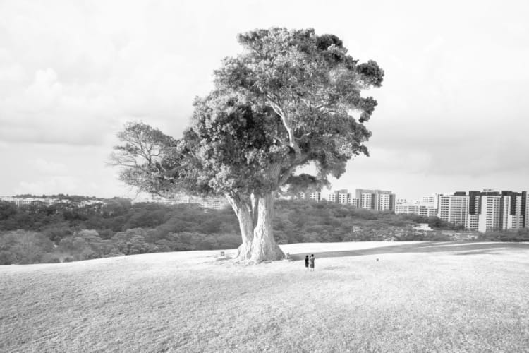Singapore Tree