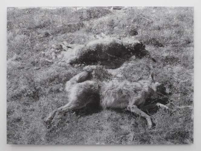 Two Dead (Spiral Jetty)