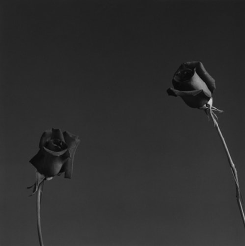 Rose (edition of 10 + 2 AP)