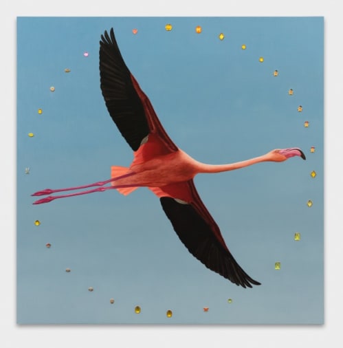 Greater Flamingo with Aureole