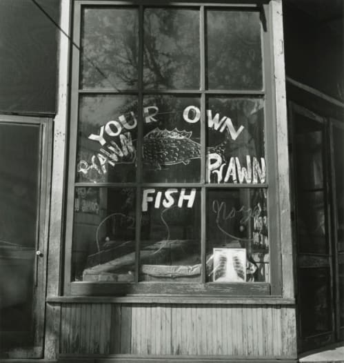 Your Own Fish, American South
