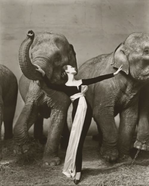 Dovima with Elephants, Evening Dress by Dior, Cirque d'Hiver, Paris, August 1955