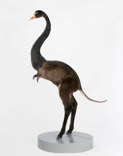 misfit (swan / nutria / donkey)