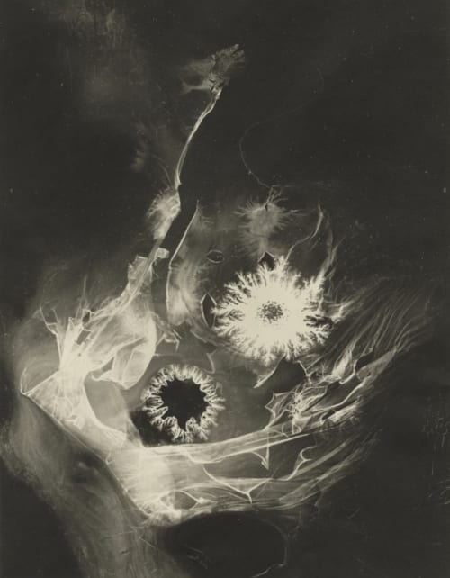 Wind Roses, from the Portfolio 'Heinz Hajek-Halke'