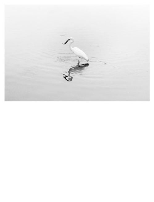 Natural History (Egret)